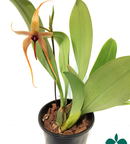 Bulbophyllum carunculatum