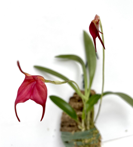 Masdevallia barleana