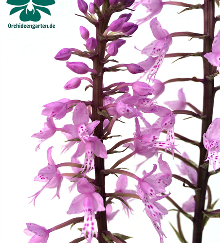 Stenoglottis longifolia