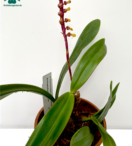 Bulbophyllum falcatum