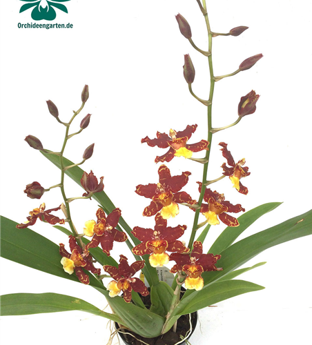 Wilsonara Guann Shin Howard 'Green Goblin'