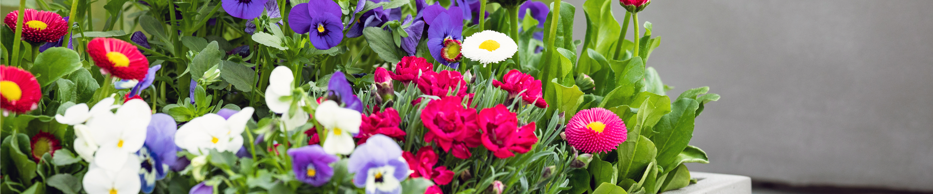 GS729406.jpg GS729406.jpg