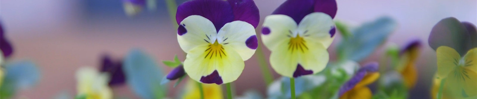 Wildes Stiefmütterchen - Einpflanzen im Garten (Thumbnail).jpg