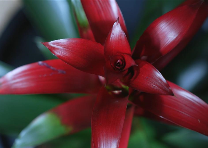 Bromelie (rot) - Umtopfen