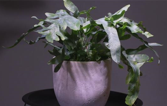 Blaufarn - Umtopfen Blaufarn - Umtopfen