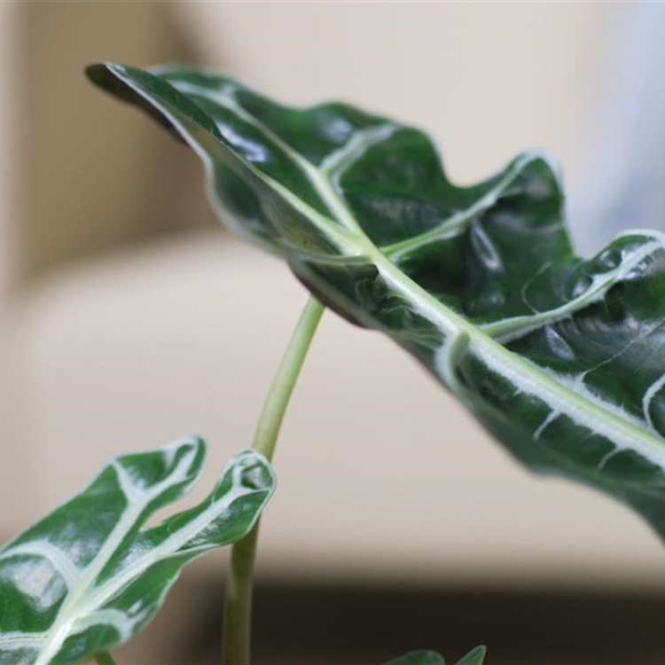 Pfeilblatt- Umtopfen