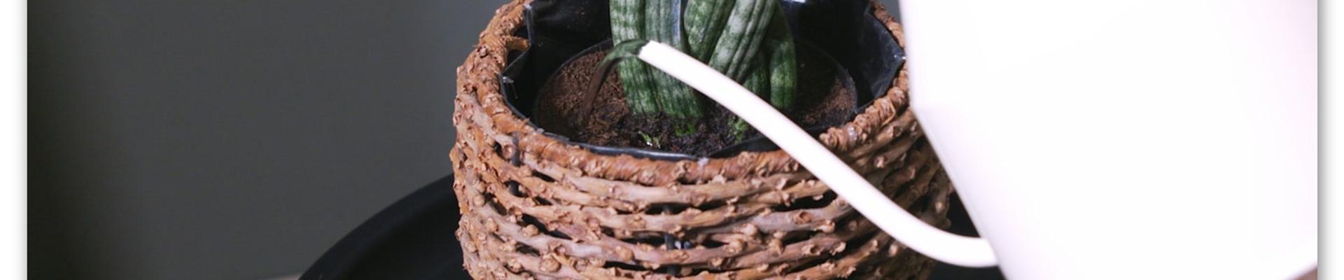 Bogenhanf Spaghetti - Umtopfen (Thumbnail).jpg