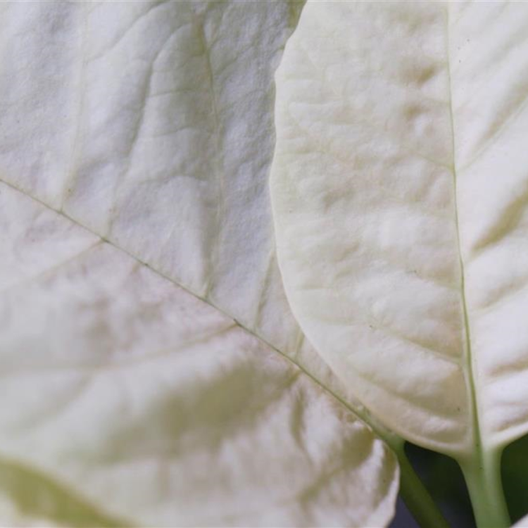 Weihnachtsstern (gelb) - Umtopfen