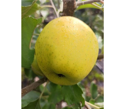 Apfel 'Ananasrenette' Apfel 'Ananasrenette'