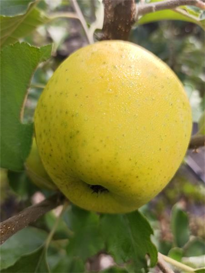 Apfel 'Ananasrenette' Apfel 'Ananasrenette'