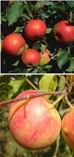 Apfel DUO 'Idared/Geheimrat Oldenburg'