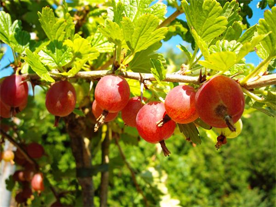 Säulenstachelbeere 'Hinnonmäki' rot