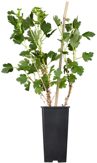 Stachelbeere 'Hinnonmäki'