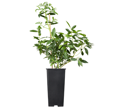 Heidelbeere 'Pink Lemonade'