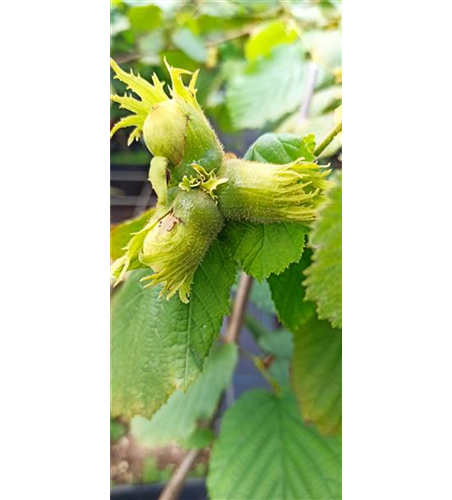 Haselnuss 'Nottinghams Fruchtbare' Haselnuss 'Nottinghams Fruchtbare'