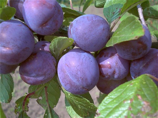 Zwetsche 'Wangenheims Frühzwetsche'