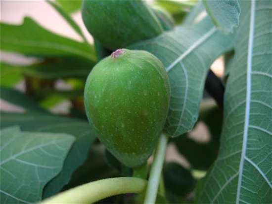 Feige 'Madeleine des deux Saison'