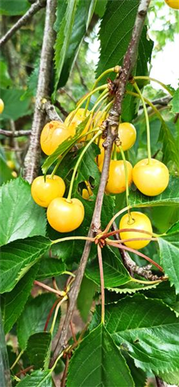 Süßkirsche 'Dönissens Gelbe Knorpelkische'