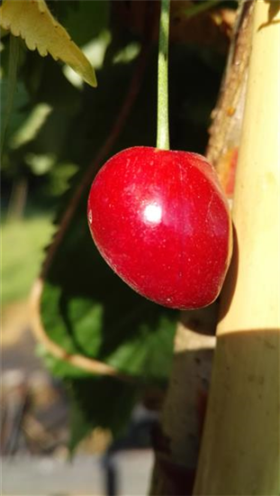 Süßkirsche 'Kassins Frühe'