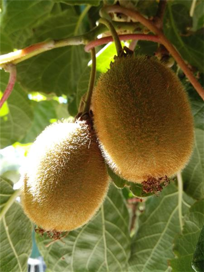 Kiwi (weiblich)