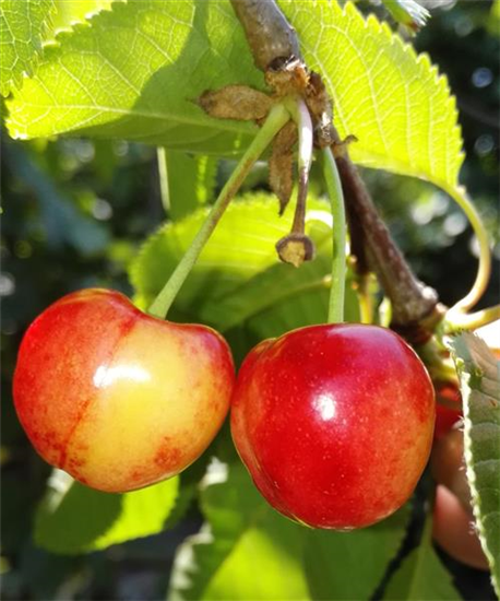 Süßkirsche 'Querfurter Königskirsche'