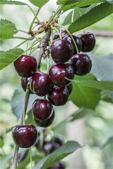Süßkirsche 'Regina'