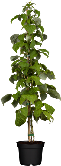 Himbeere 'Schönemann'