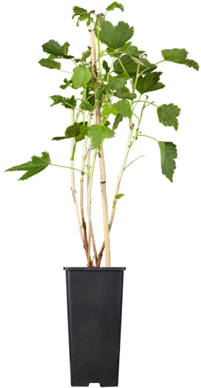 Schwarze Johannisbeere 'Titania'(s)