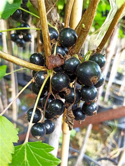Schwarze Johannisbeere 'Ojebyn'