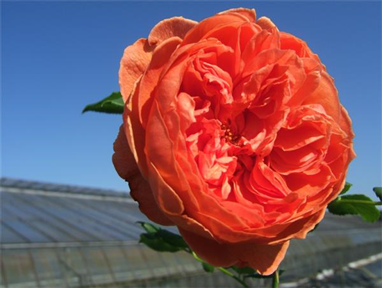 Englische Strauchrose 'Summer Song'® Englische Strauchrose 'Summer Song'®