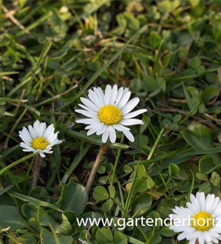 Bellis perennis Bellis perennis