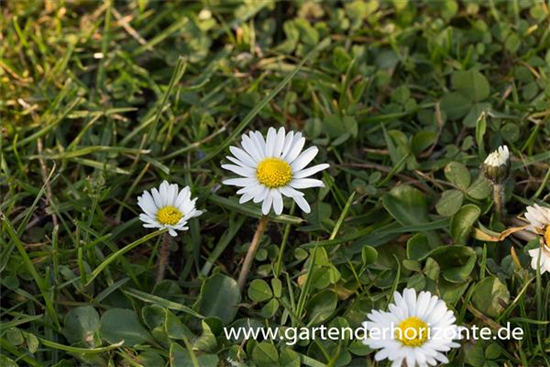 Bellis perennis Bellis perennis