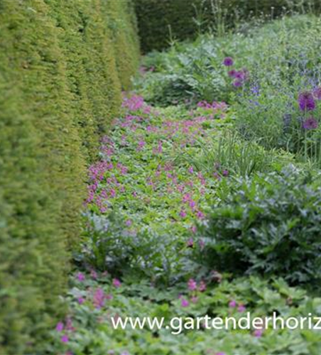 Geranium macrorrhizum 'Bevan'