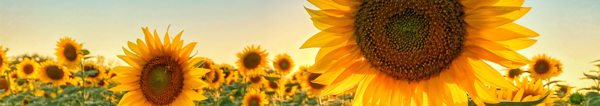 Summer Sale Titelslider.png