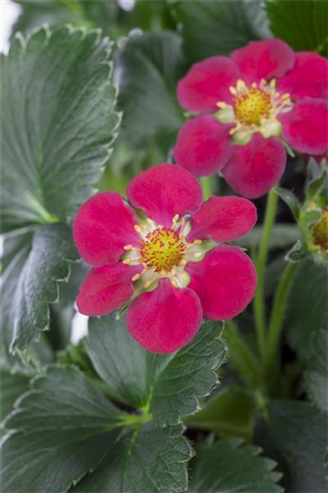 Erdbeere 'Fragoo® Toscana'