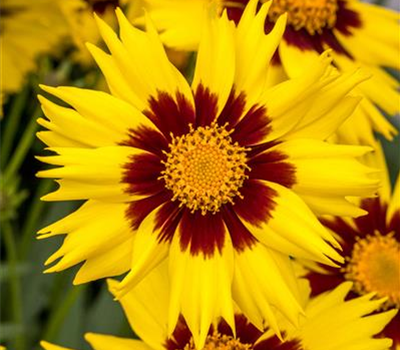 Coreopsis grandiflora 'SunKiss'