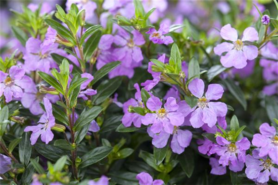Cuphea hyssopifolia, lila Cuphea hyssopifolia, lila