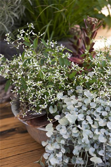 Dichondra 'Silver Falls' Dichondra 'Silver Falls'