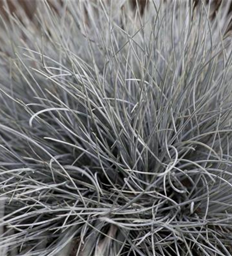 Festuca glauca 'Eisvogel'