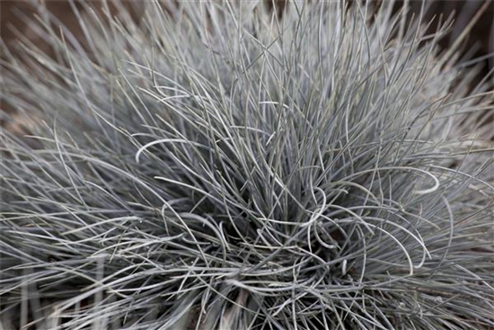 Festuca glauca 'Eisvogel'
