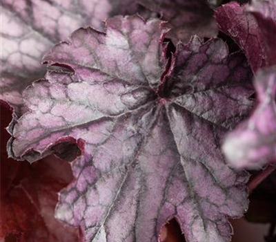 Heuchera 'Milan'