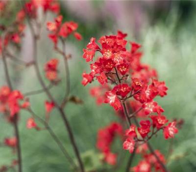 Heuchera sanguinea 'Ruby Bells'