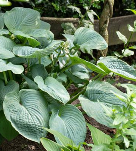 Hosta sieboldiana 'Big Daddy'