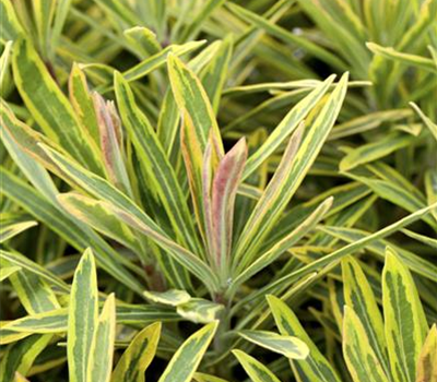 Euphorbia polychroma 'Ascot Rainbow'