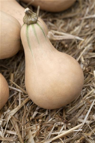 Moschus-Kürbis 'Butternut'