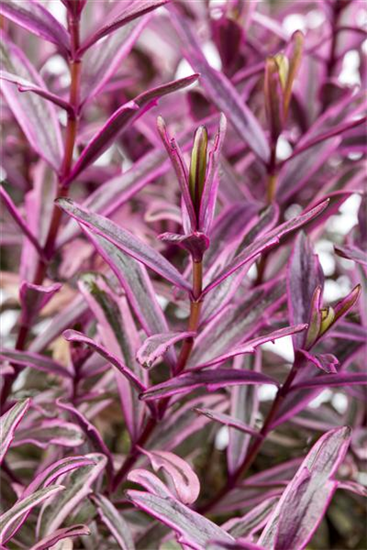 Hebe 'Magicolors' Hebe 'Magicolors'