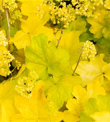 Heuchera Little Cuties 'Blondie in Lime'
