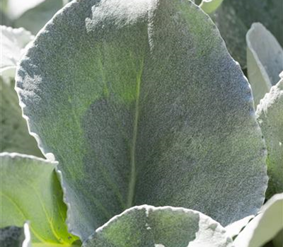 Senecio candidans 'Angel Wings'  Senecio candidans 'Angel Wings'