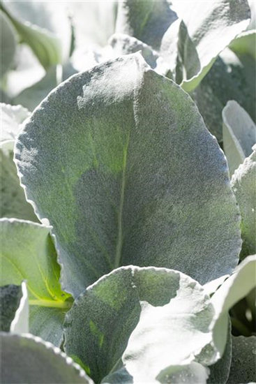 Senecio candidans 'Angel Wings'  Senecio candidans 'Angel Wings'