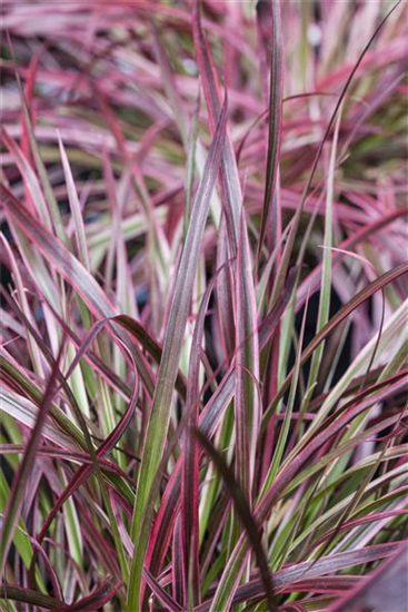 Pennisetum 'Fireworks'(s)